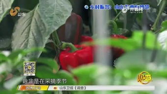 智能農(nóng)業(yè)新篇章 夫妻攜手，手機(jī)遠(yuǎn)程掌控三座蔬菜大棚