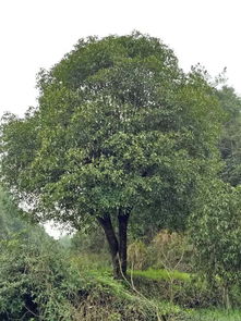 咸安區(qū)百信綠化苗木基地 專業(yè)園林綠化工程設計施工與優(yōu)質苗木供應